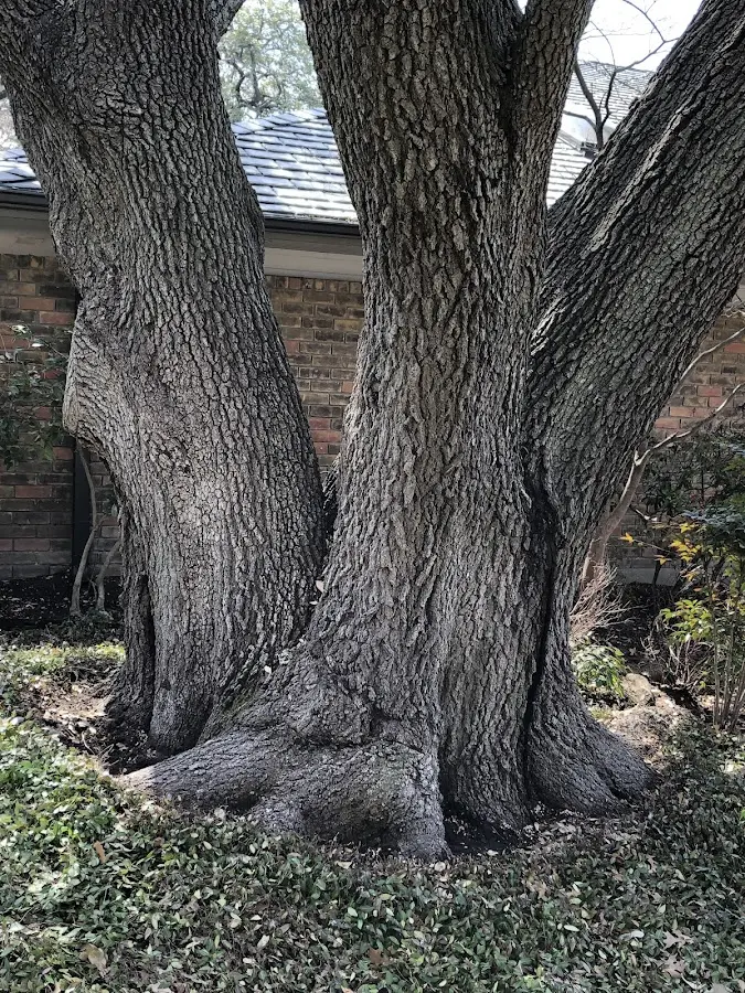 Mature heritage tree close to a Alpha property cared for by certified arborists